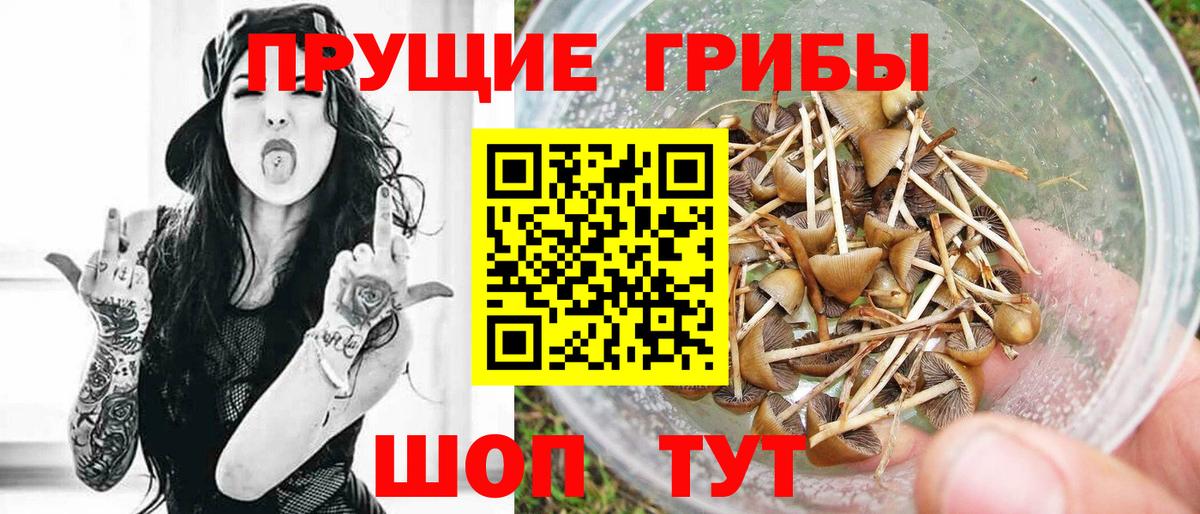 Галлюциногенные грибы GOLDEN TEACHER  Галлюциногенные грибы Psilocybine cubensis  Батайск  Вход с VPN 